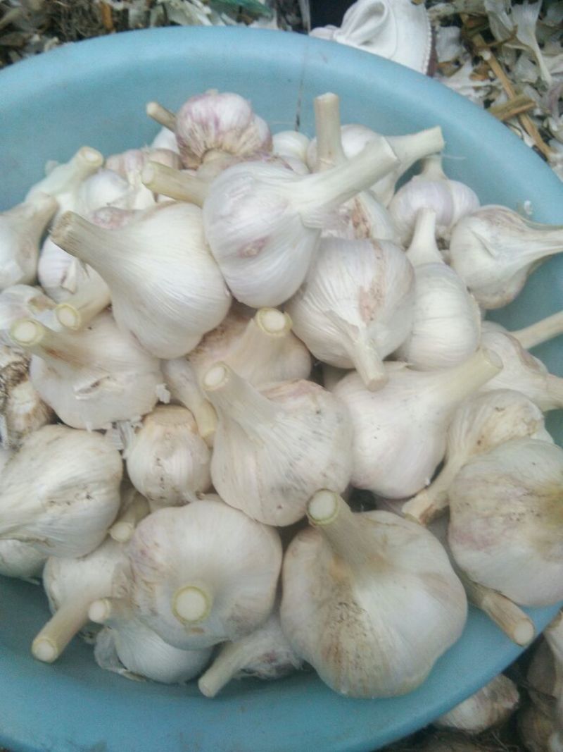 苍山四六瓣