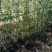 大红袍花椒苗小苗花椒芽苗狮子头花椒小苗