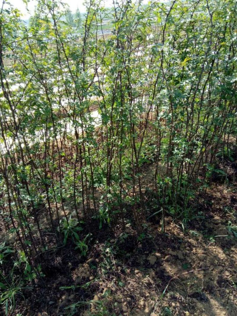 大红袍花椒苗小苗花椒芽苗狮子头花椒小苗