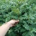 大红袍花椒苗小苗花椒芽苗狮子头花椒小苗