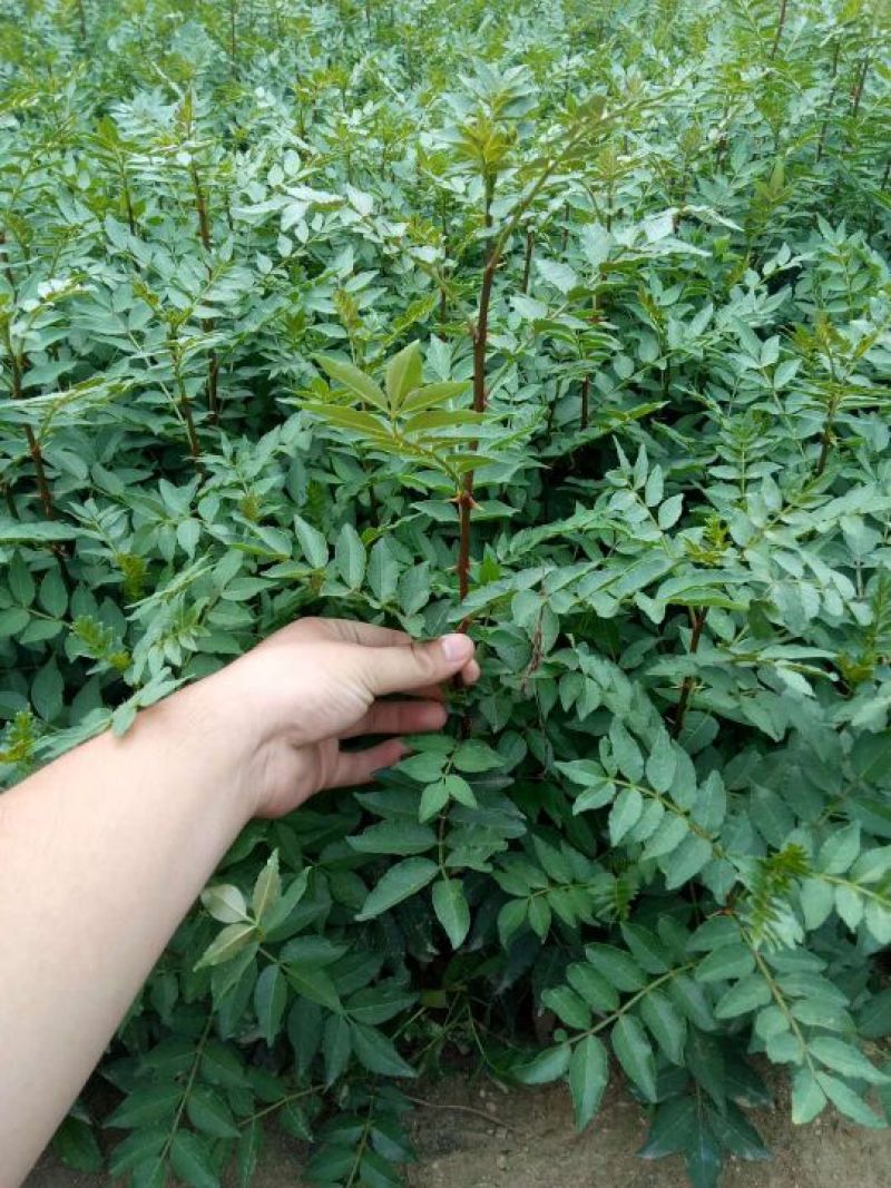 大红袍花椒苗小苗花椒芽苗狮子头花椒小苗