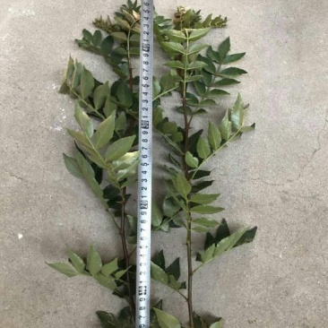 大红袍花椒苗小苗花椒芽苗狮子头花椒小苗