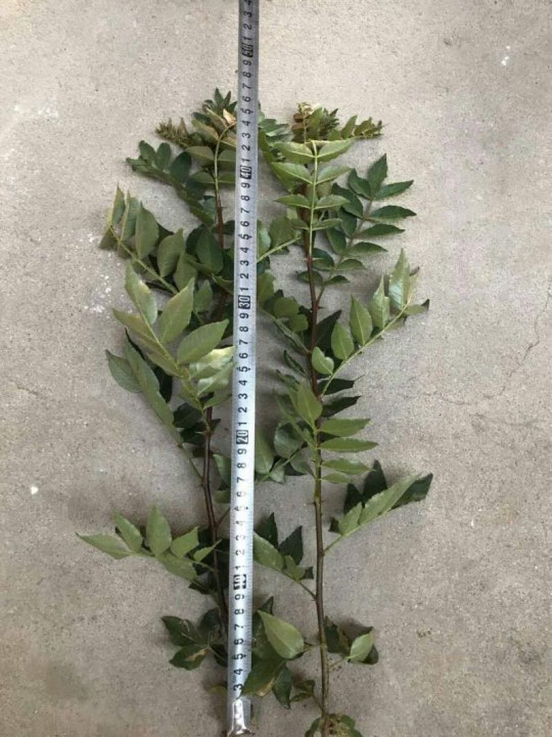 大红袍花椒苗小苗花椒芽苗狮子头花椒小苗