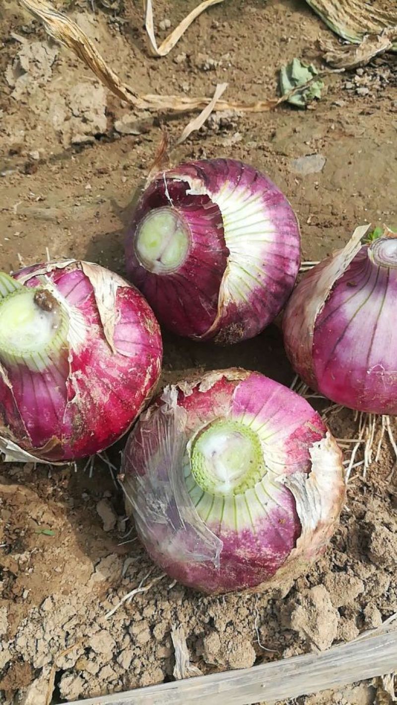 万亩蔬菜基地紫皮洋葱五一前后大量上市了