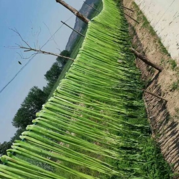 【热销】贡菜！邳州贡菜贡菜基地电视主播欢迎来电