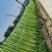 【热销】贡菜！邳州贡菜贡菜基地电视主播欢迎来电