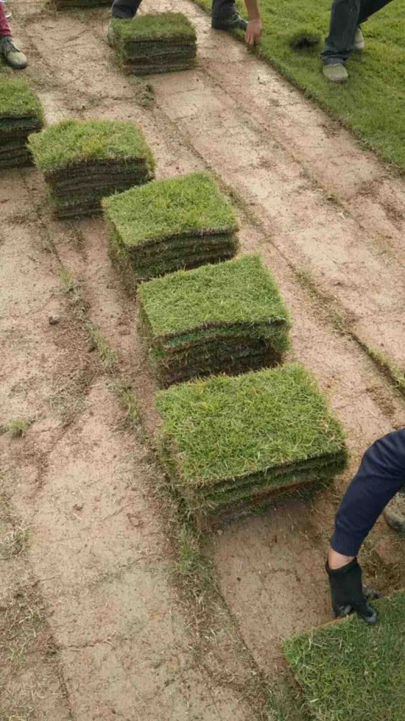 马尼拉草皮