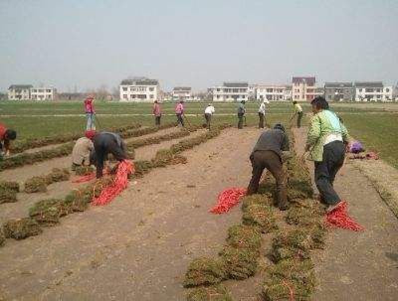马尼拉草皮