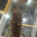即食海参8-10一斤