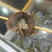 即食海参8-10一斤