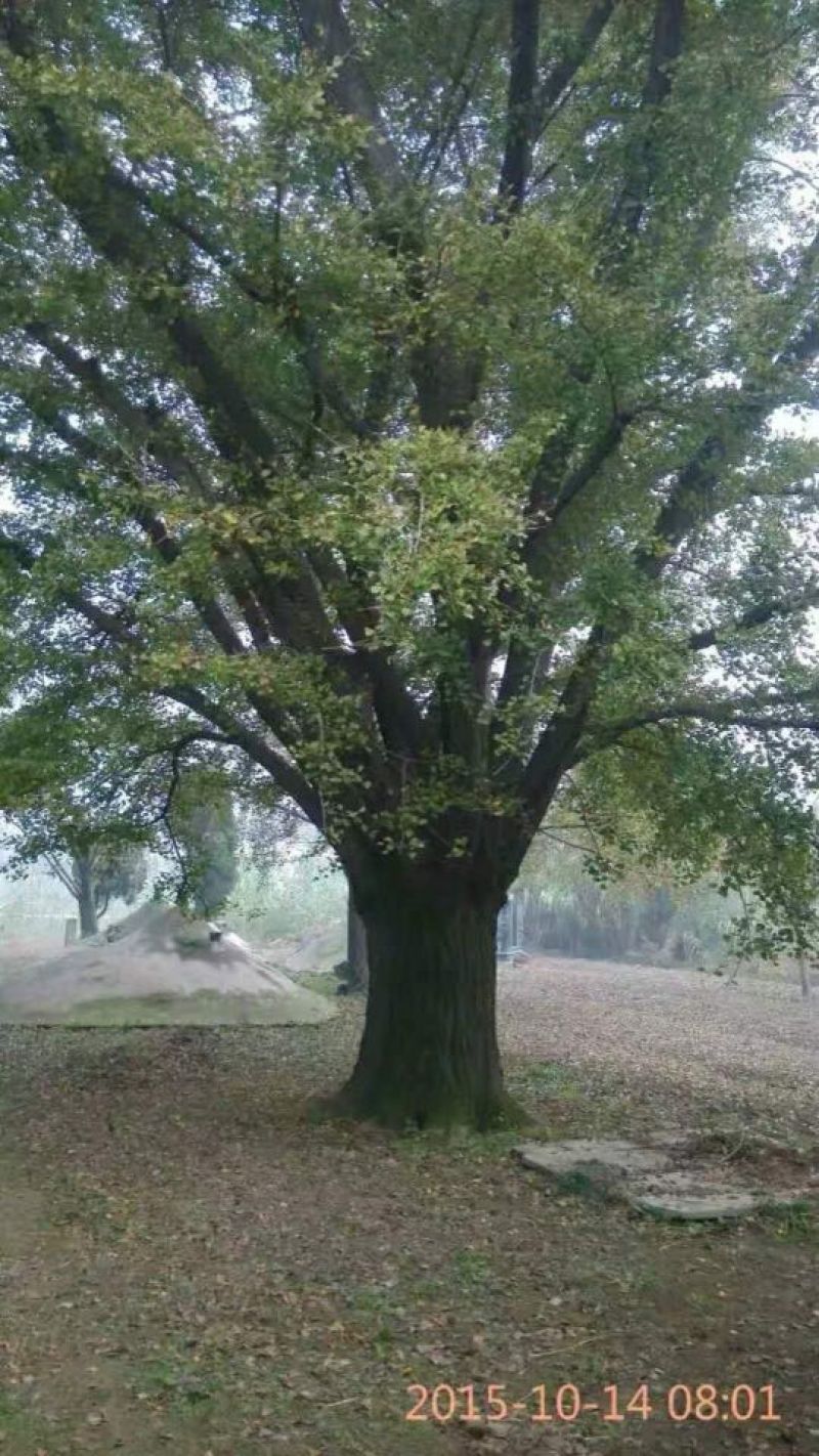 银杏树