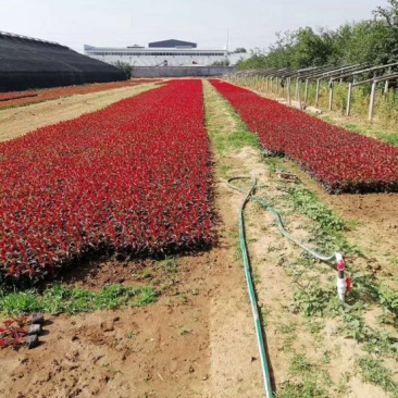 鸡冠花基地直供质优价廉欢迎实地考察