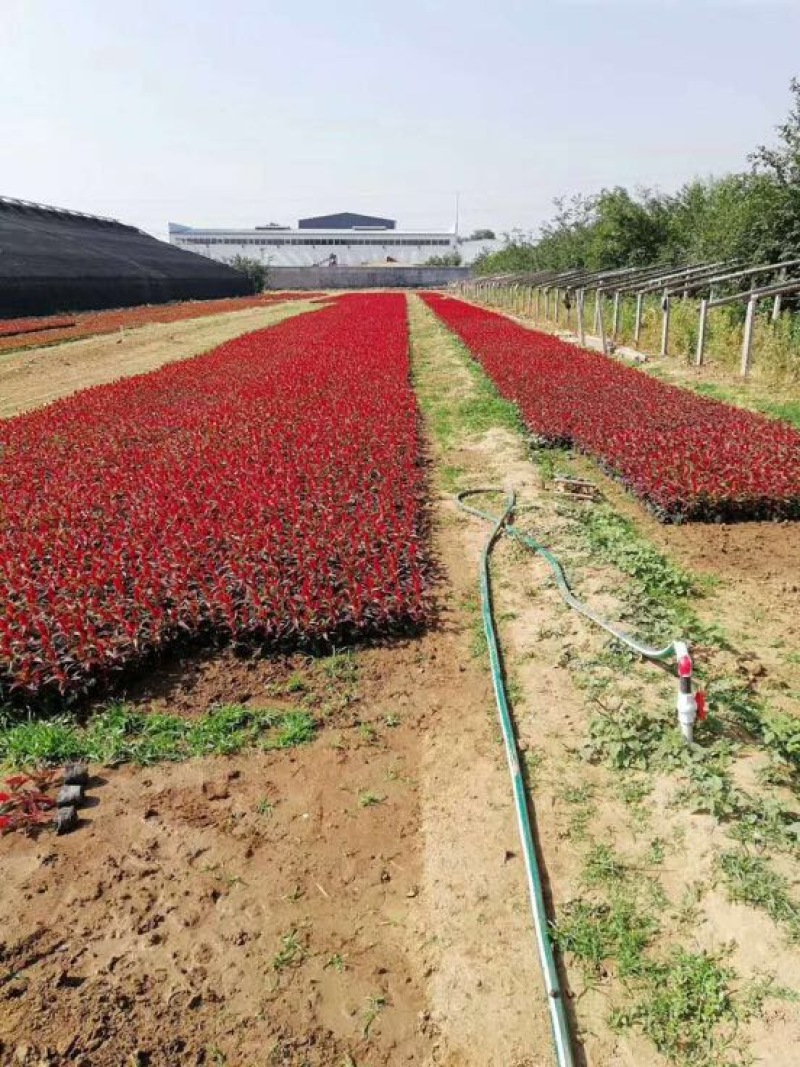 鸡冠花基地直供质优价廉欢迎实地考察