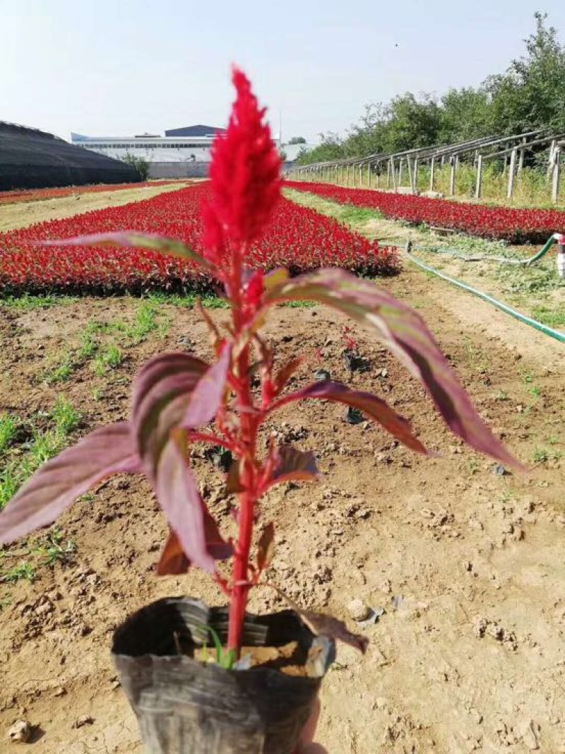 鸡冠花基地直供质优价廉欢迎实地考察