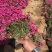福禄考丛生福禄考芝樱多色