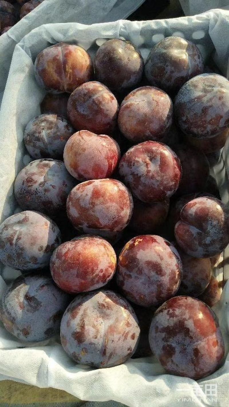 优质巨力王李子，陕西李子基地
