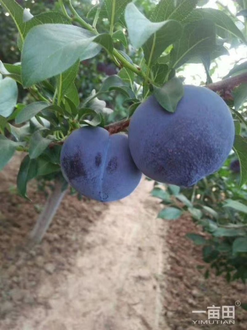 优质巨力王李子，陕西李子基地