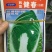 白菜种子