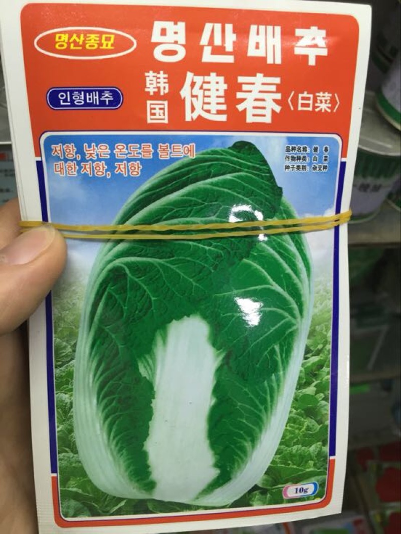 白菜种子