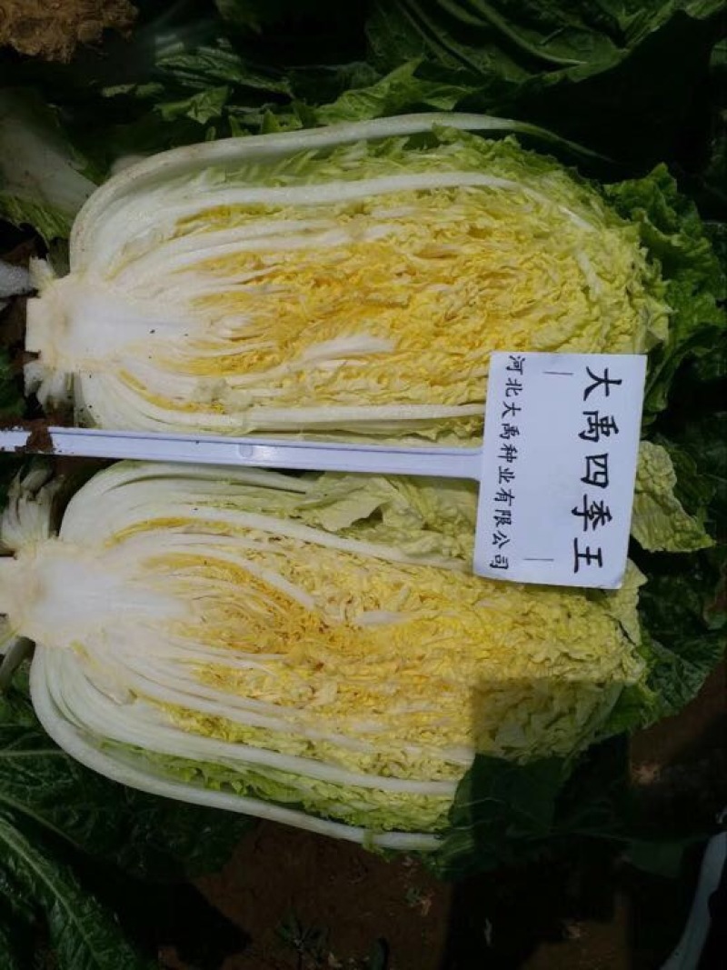 白菜种子