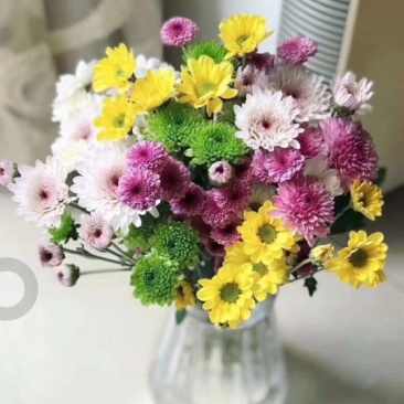 昆明斗南小雏菊鲜花批发
