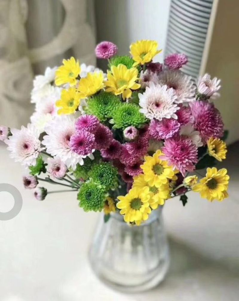 昆明斗南小雏菊鲜花批发