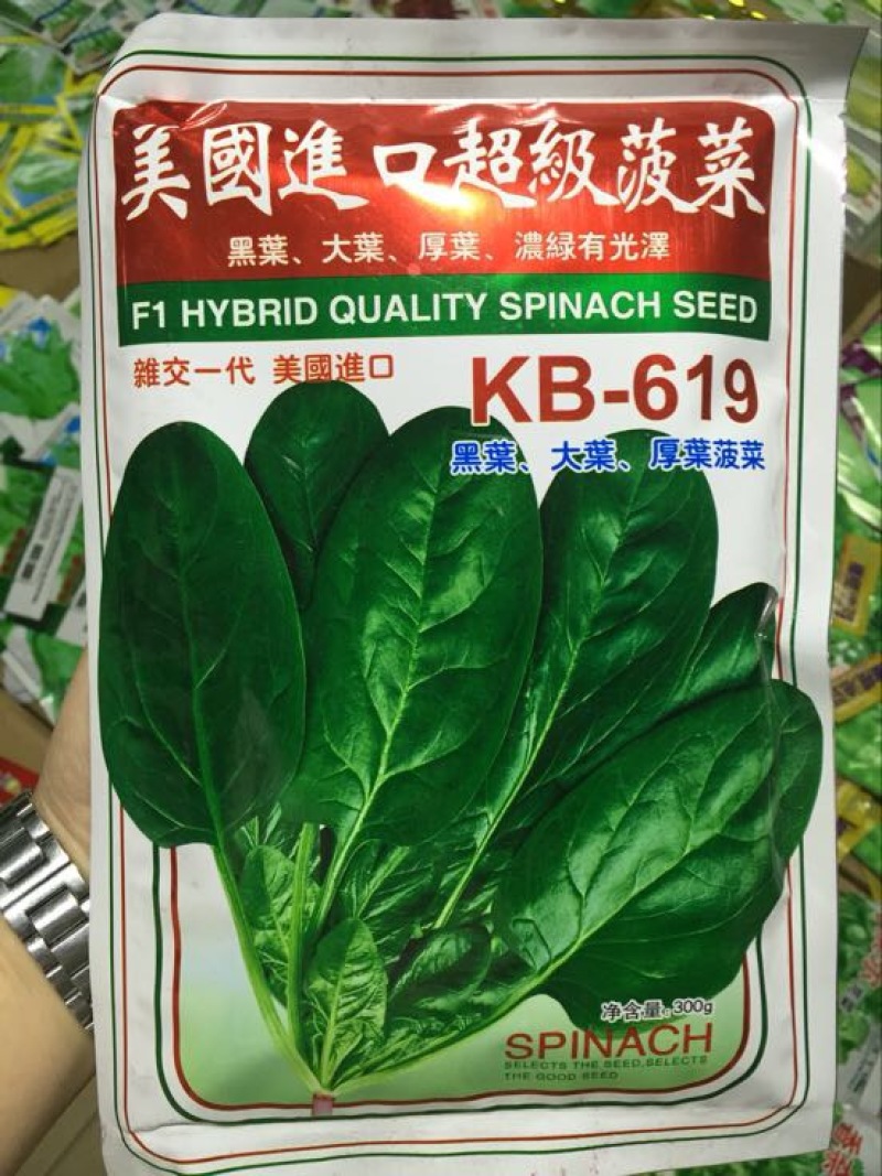 菠菜种子97%