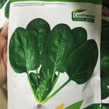 菠菜种子97%