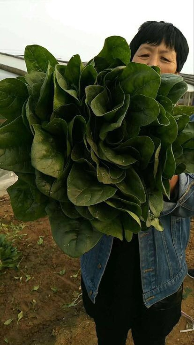 菠菜种子97%