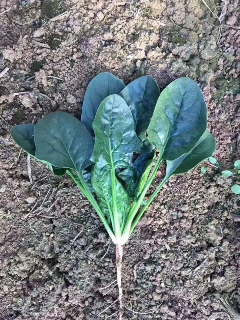 菠菜种子97%