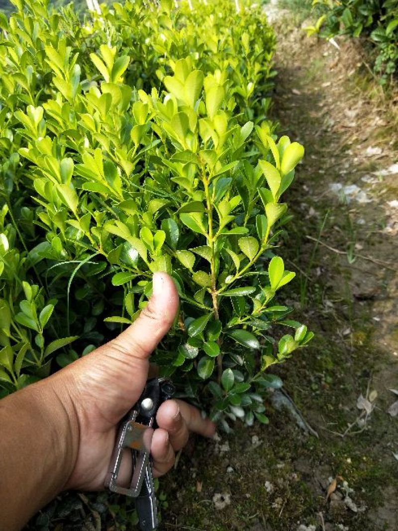 瓜子黄杨