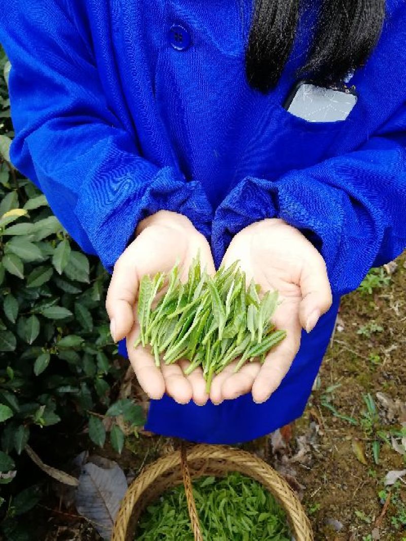 仙居恩施！富硒绿茶！分享我的生活！