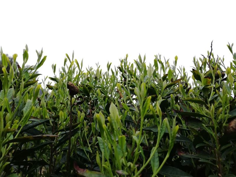 仙居恩施！富硒绿茶！分享我的生活！