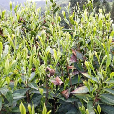 仙居恩施！富硒绿茶！分享我的生活！