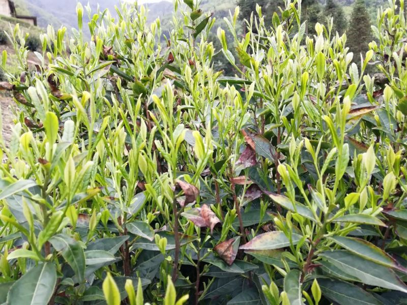 仙居恩施！富硒绿茶！分享我的生活！