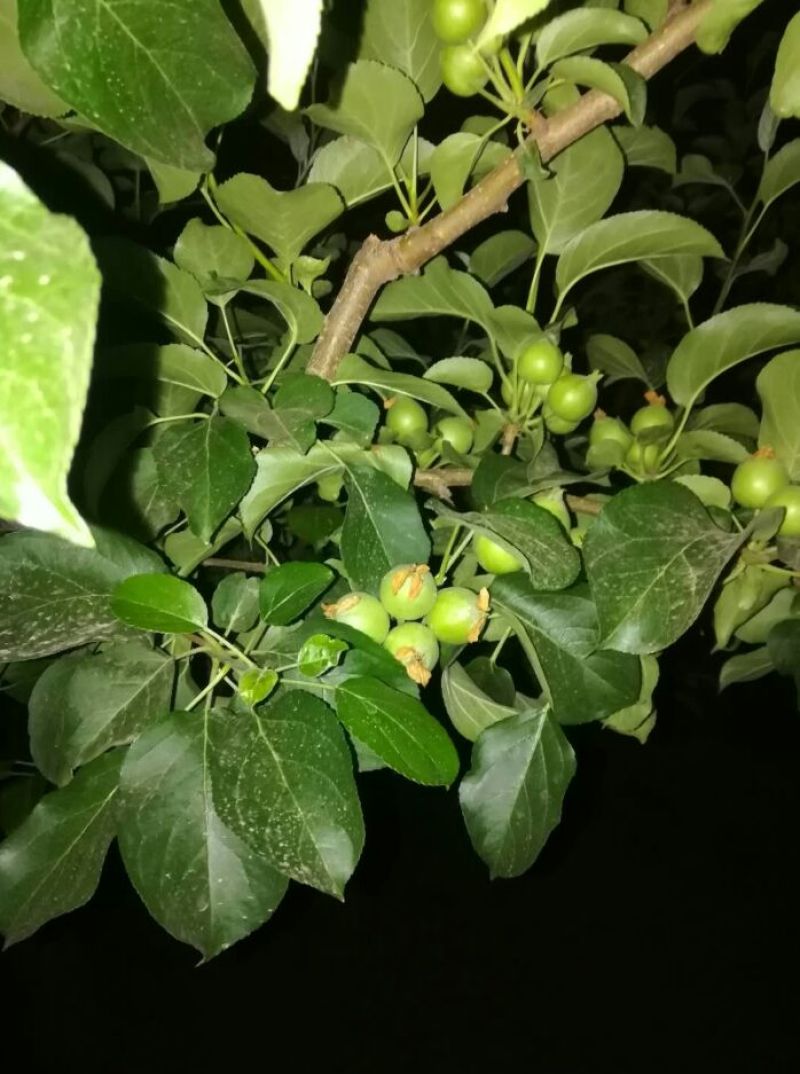 123苹果