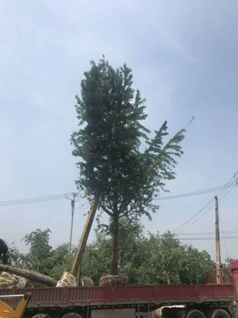 银杏树