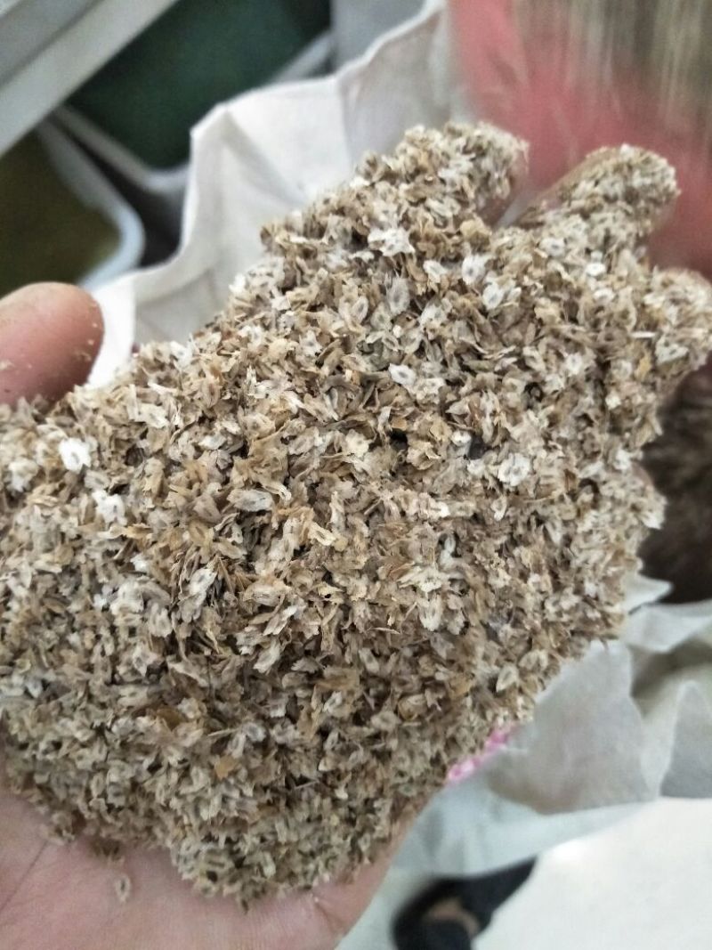 泡桐种子。新货！紫花泡桐树种子。