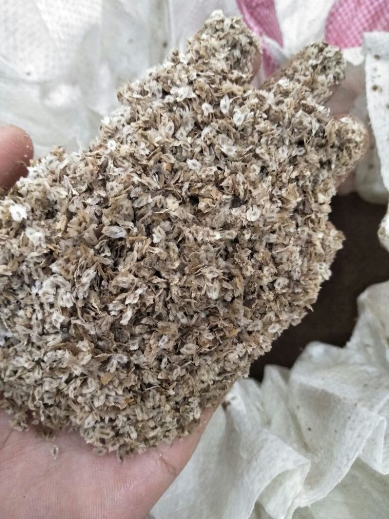 泡桐种子。新货！紫花泡桐树种子。