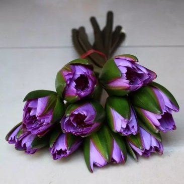 睡莲鲜花批发