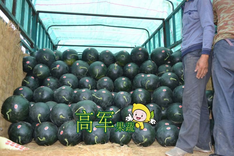陕西黑皮无籽西瓜甜王西瓜金城五品质高口感好