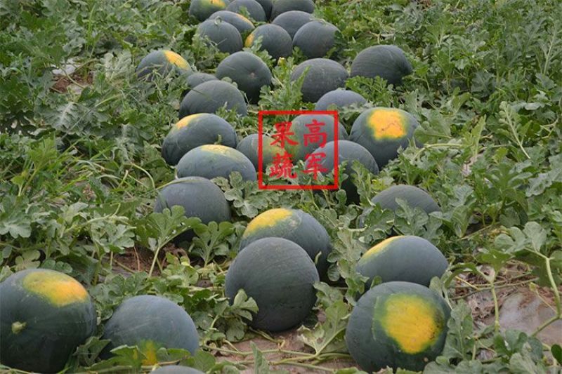 陕西黑皮无籽西瓜甜王西瓜金城五品质高口感好