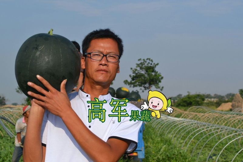 陕西黑皮无籽西瓜甜王西瓜金城五品质高口感好