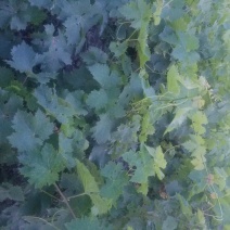 夏黑苗甜蜜蓝宝石苗巨峰苗各种苗