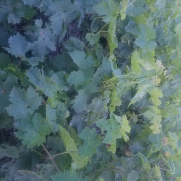 夏黑苗甜蜜蓝宝石苗巨峰苗各种苗