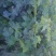 夏黑苗甜蜜蓝宝石苗巨峰苗各种苗