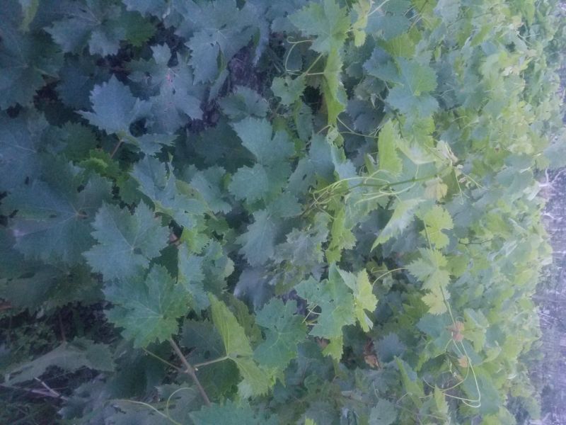 夏黑苗甜蜜蓝宝石苗巨峰苗各种苗