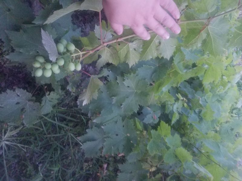 夏黑苗甜蜜蓝宝石苗巨峰苗各种苗
