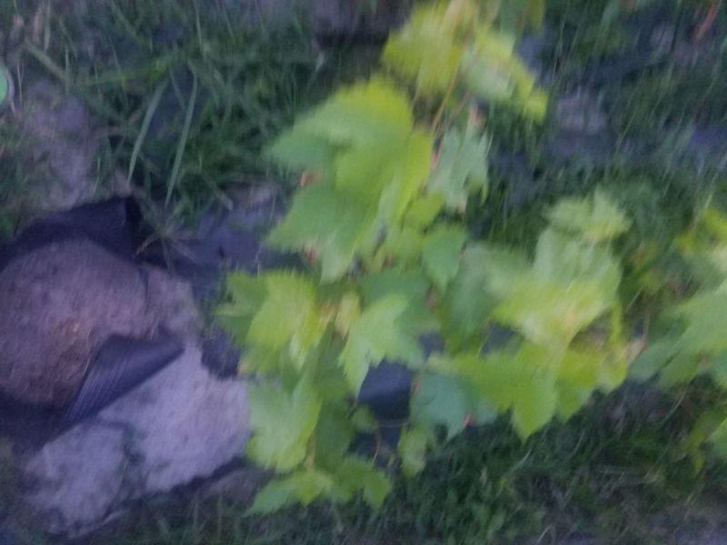 夏黑苗甜蜜蓝宝石苗巨峰苗各种苗