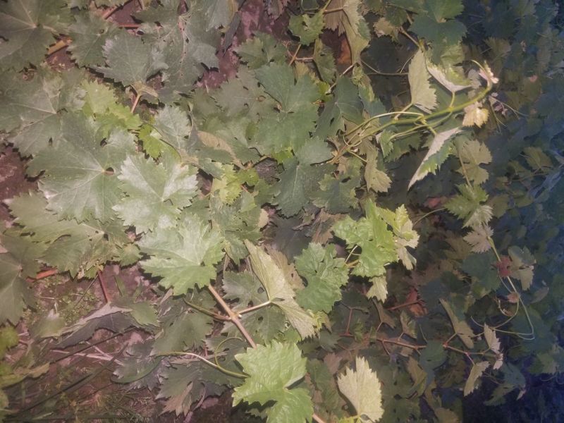 夏黑苗甜蜜蓝宝石苗巨峰苗各种苗